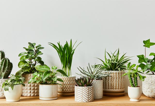 plantes d'intérieur