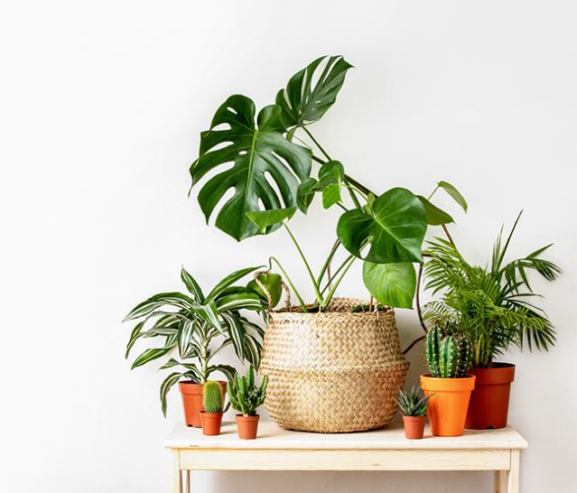 plante idéale
