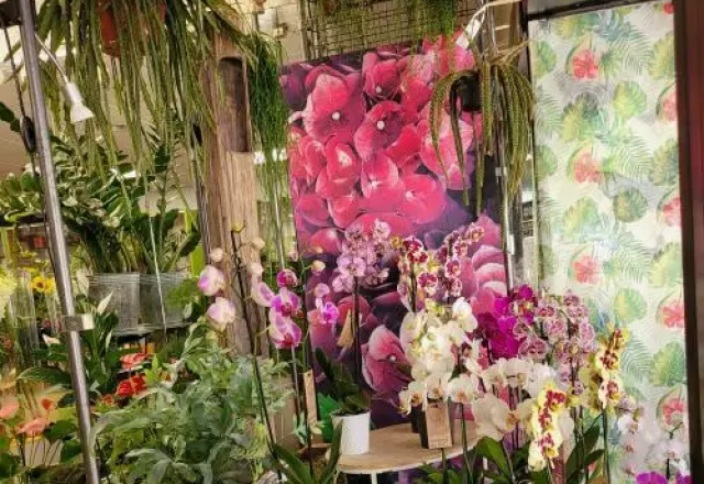 Plantes & compositions florales