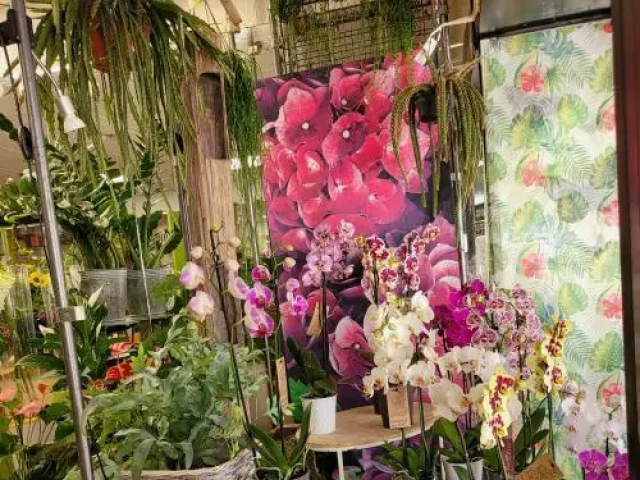 Plantes & compositions florales
