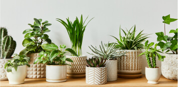 Plantes d'intérieur